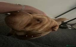 Shar Pei dogs for sale: Gorgeous 10 month old Shar pei girl  - Image 2