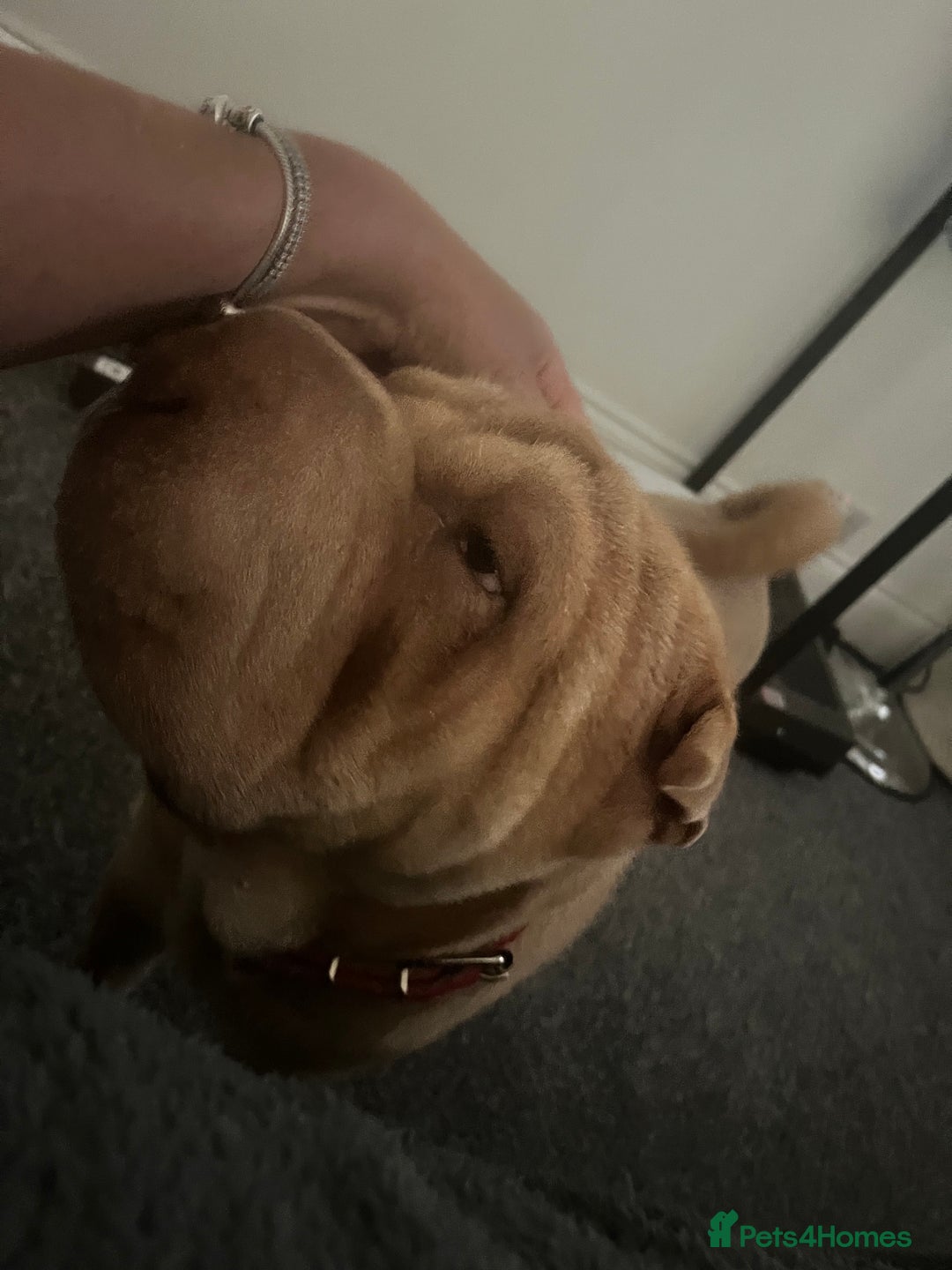 Shar Pei dogs for sale: Gorgeous 10 month old Shar pei girl  - Image 2