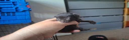 Mixed Breed cats for sale: Black kittens in Guildford - Advert 8