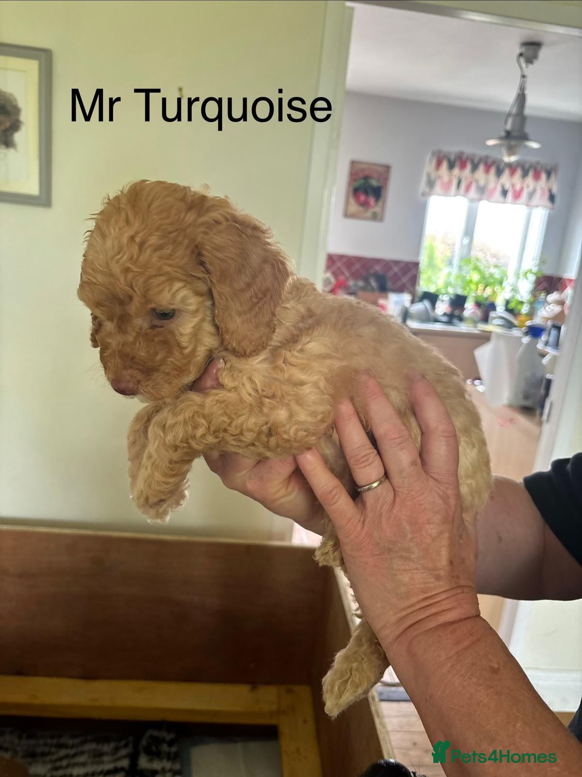 Mixed Breed dogs for sale: Moyen/miniature poodle - Advert 13