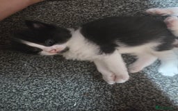 Mixed Breed cats for sale: Kittens looking for forever home - Advert 8