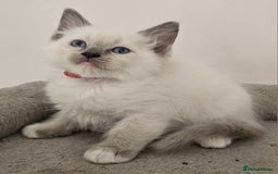 Ragdoll cats for sale: STUNNING GCCF CHAMPION SIRED KITTENS  - Image 16