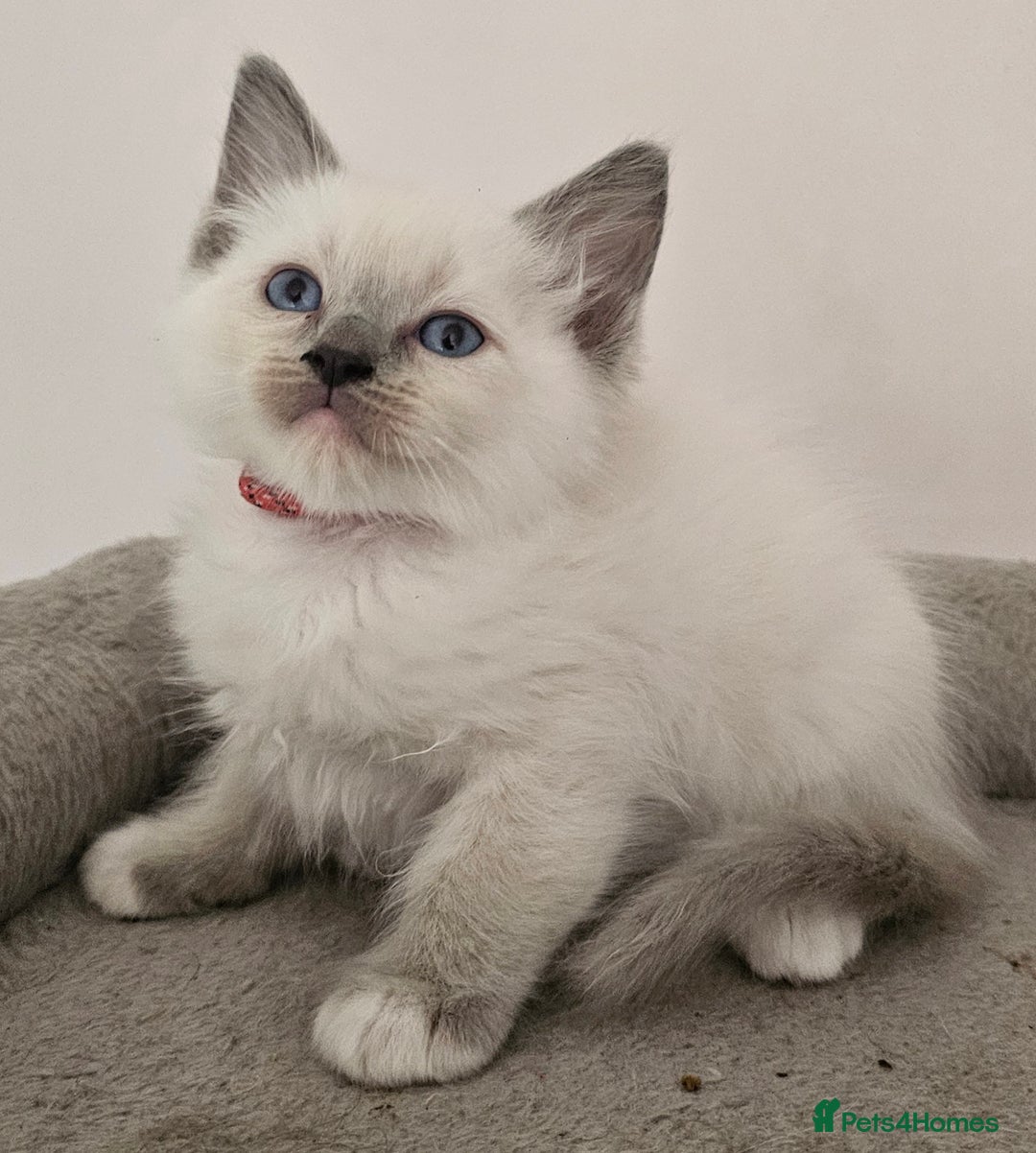 Ragdoll cats for sale: STUNNING GCCF CHAMPION SIRED KITTENS  - Image 16