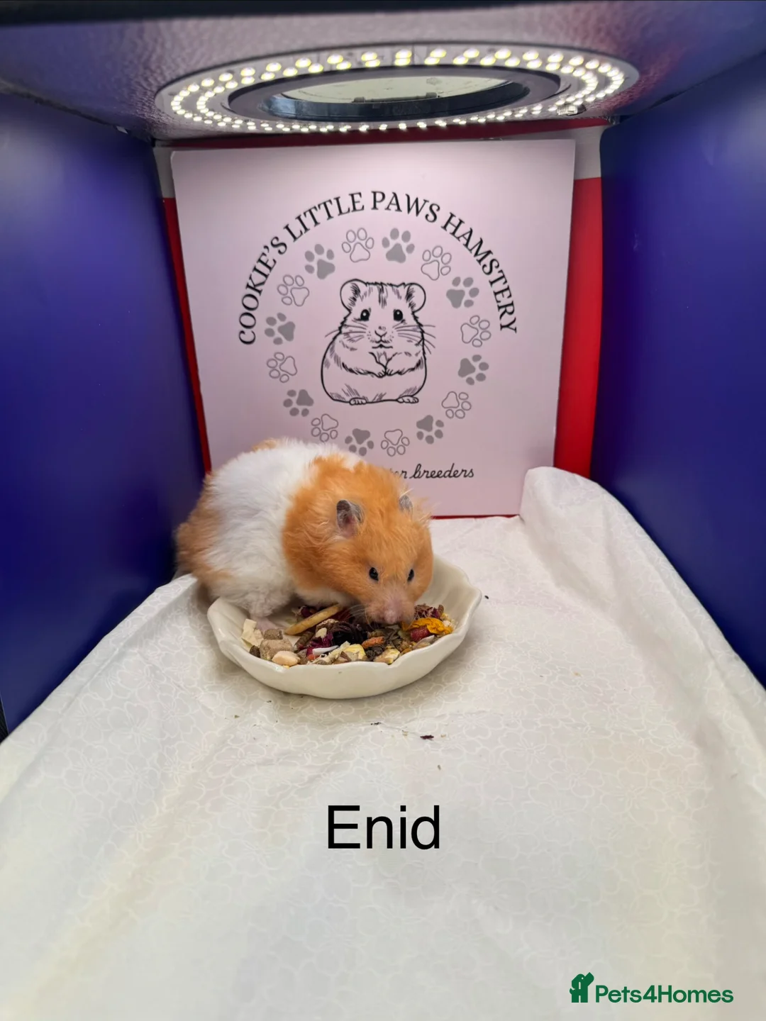 Hamster rodents for sale: TAME older hamsters  - Advert 2