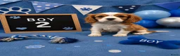 Cavalier King Charles Spaniel dogs for sale: ** DNA/PRA CLEAR CAVALIER KING CHARLES PUPPIES ** - Advert 5