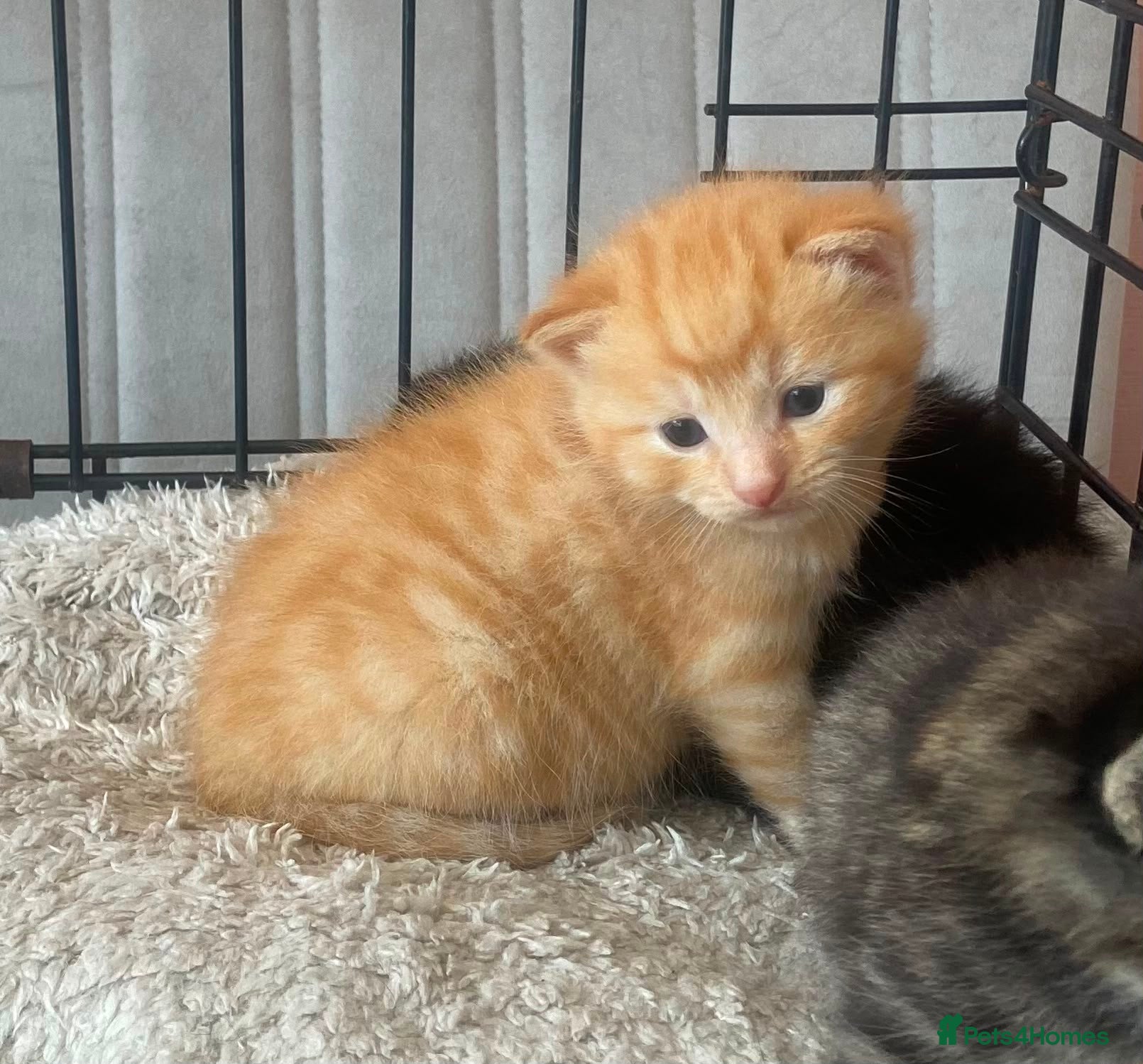 Mixed Breed cats 6 kittens mixed litter - Advert 1
