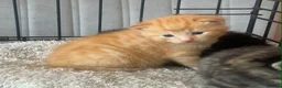 Mixed Breed cats for sale: 6 kittens mixed litter - Advert 2