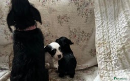 Jack Russell dogs for sale: Rough Coated Jack Russel Pups. - Image 9