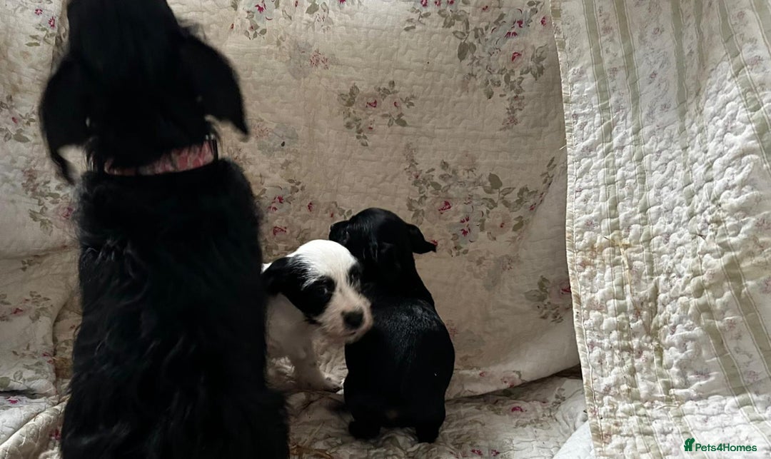 Jack Russell dogs for sale: Rough Coated Jack Russel Pups. - Image 9