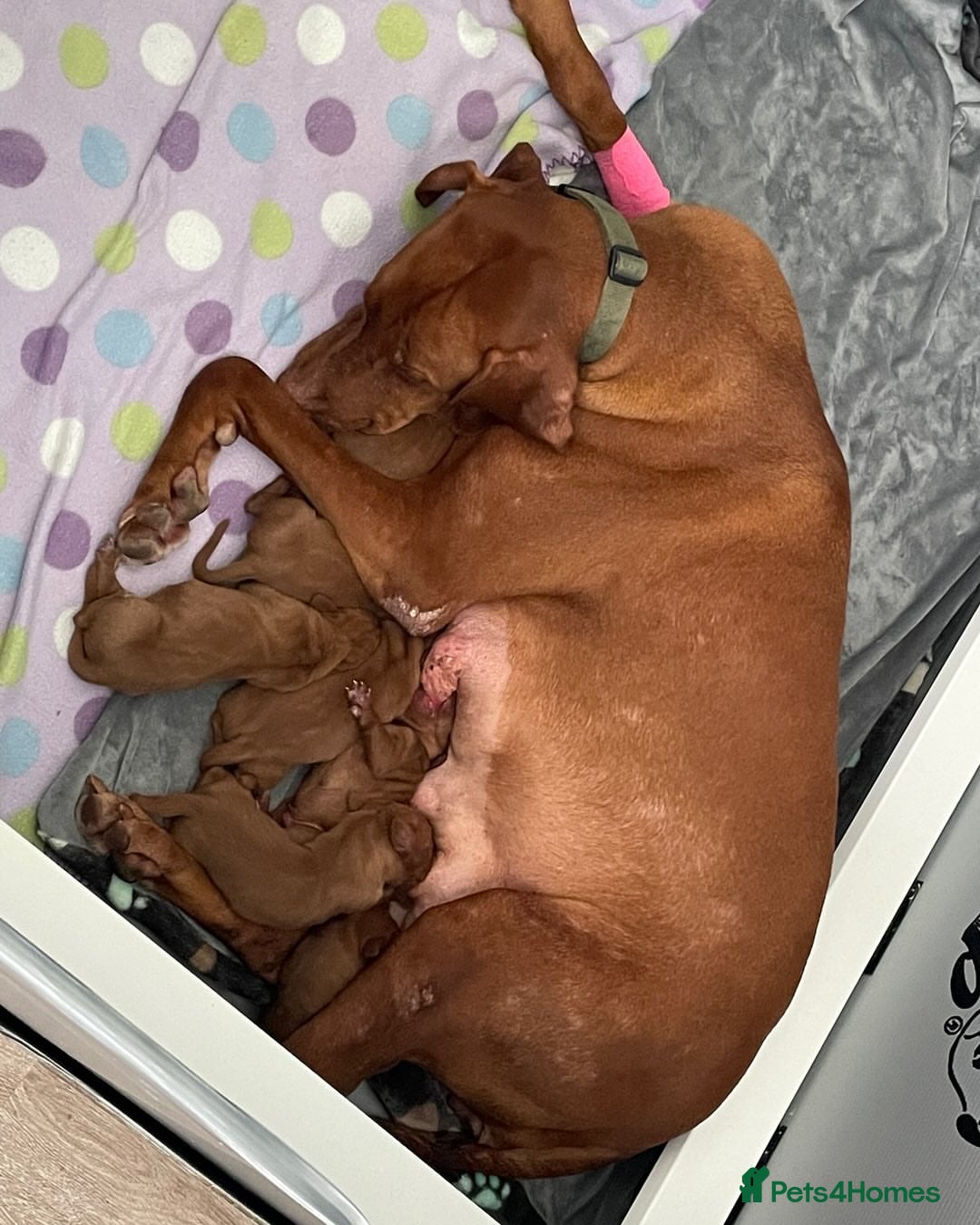 Hungarian Vizsla dogs for sale: Adorable Hungarian Vizsla Puppies - Image 4