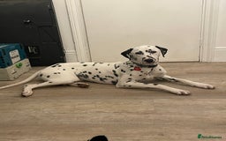 Dalmatian dogs for sale: Potential rehome - male LUA Dalmatian  - Advert 27