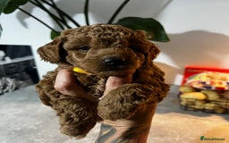 Toy Poodle dogs for sale: Gorgeous kc registered toy poodle pups  - Image 10