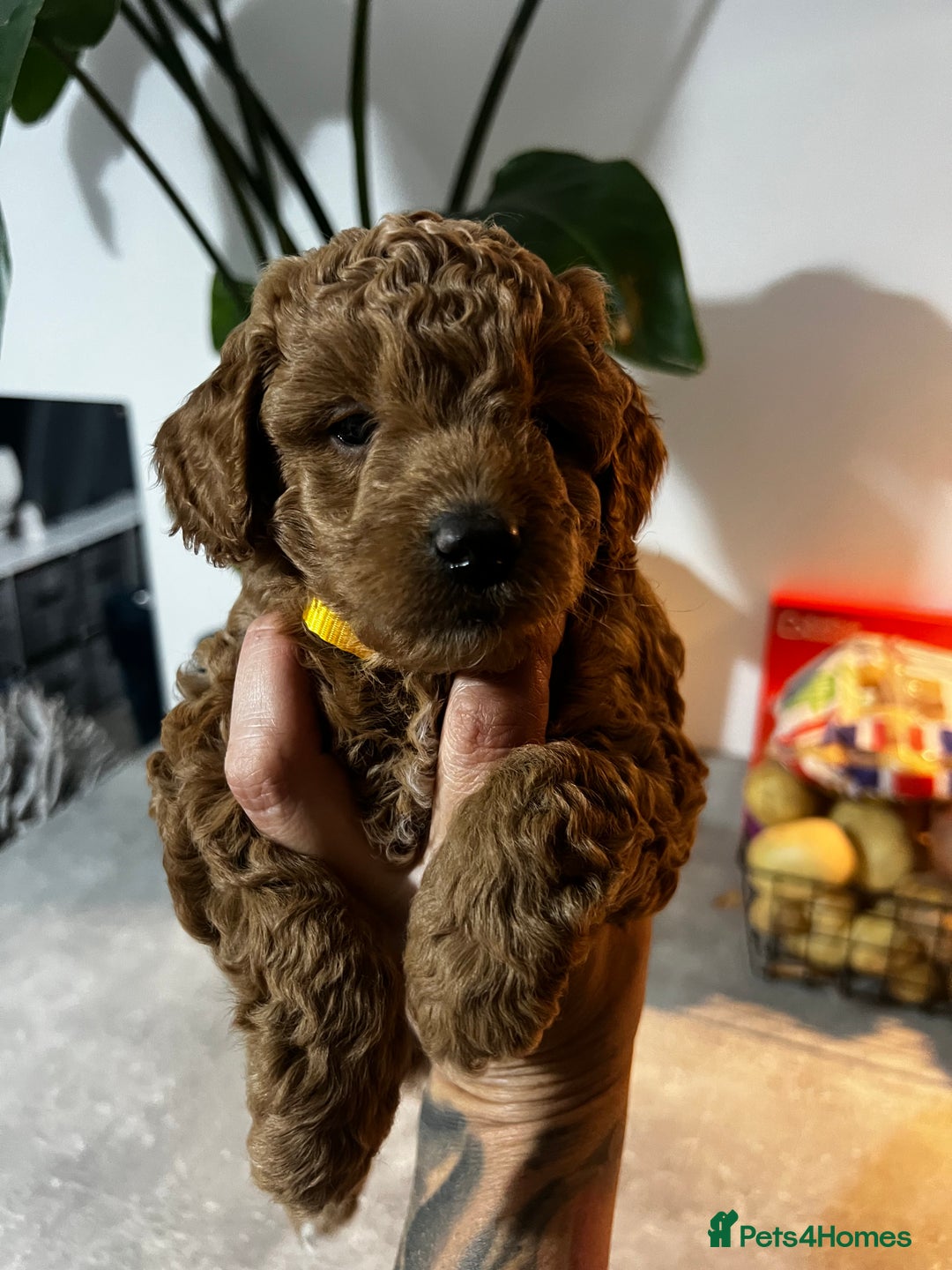 Toy Poodle dogs for sale: Gorgeous kc registered toy poodle pups  - Image 10