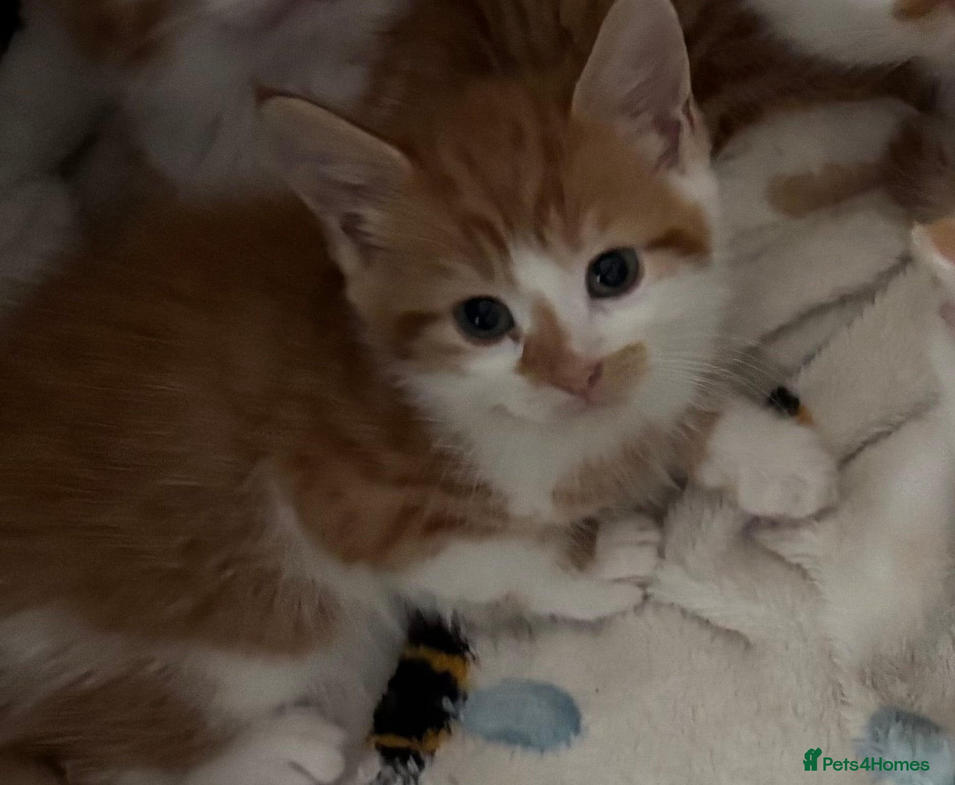 Mixed Breed cats Stunning ginger kittens  - Advert 9