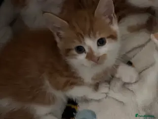 Mixed Breed cats Stunning ginger kittens - Advert 9