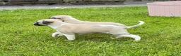 Whippet dogs for sale: Stunning Fawn Whippet Pups  in Winkleigh - Advert 12