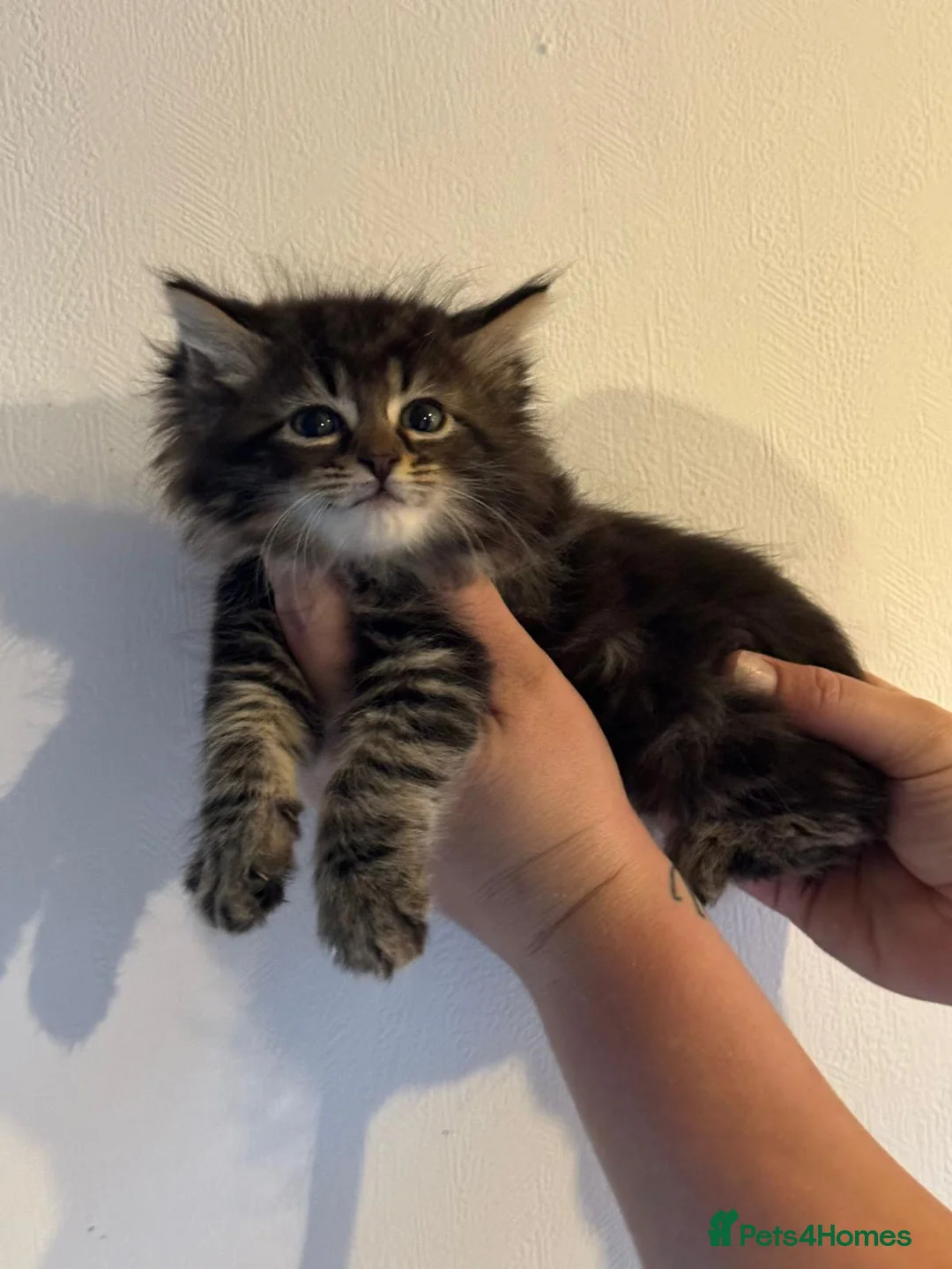 Maine Coon cats for sale: Maine coon kittens  - Advert 3