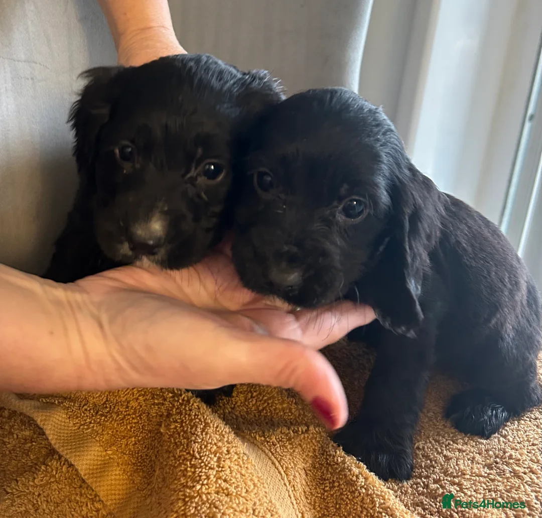 Cocker Spaniel dogs for sale:  **  Day Baby’s. 8 cocker spaniel puppies.  - Advert 3