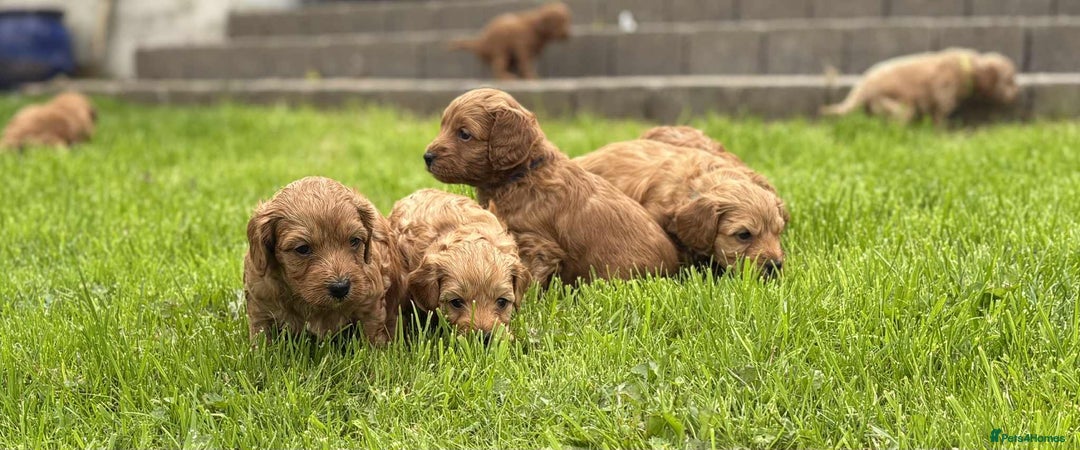 Cockapoo dogs for sale: F1B Red Cockapoo Pups - Image 3