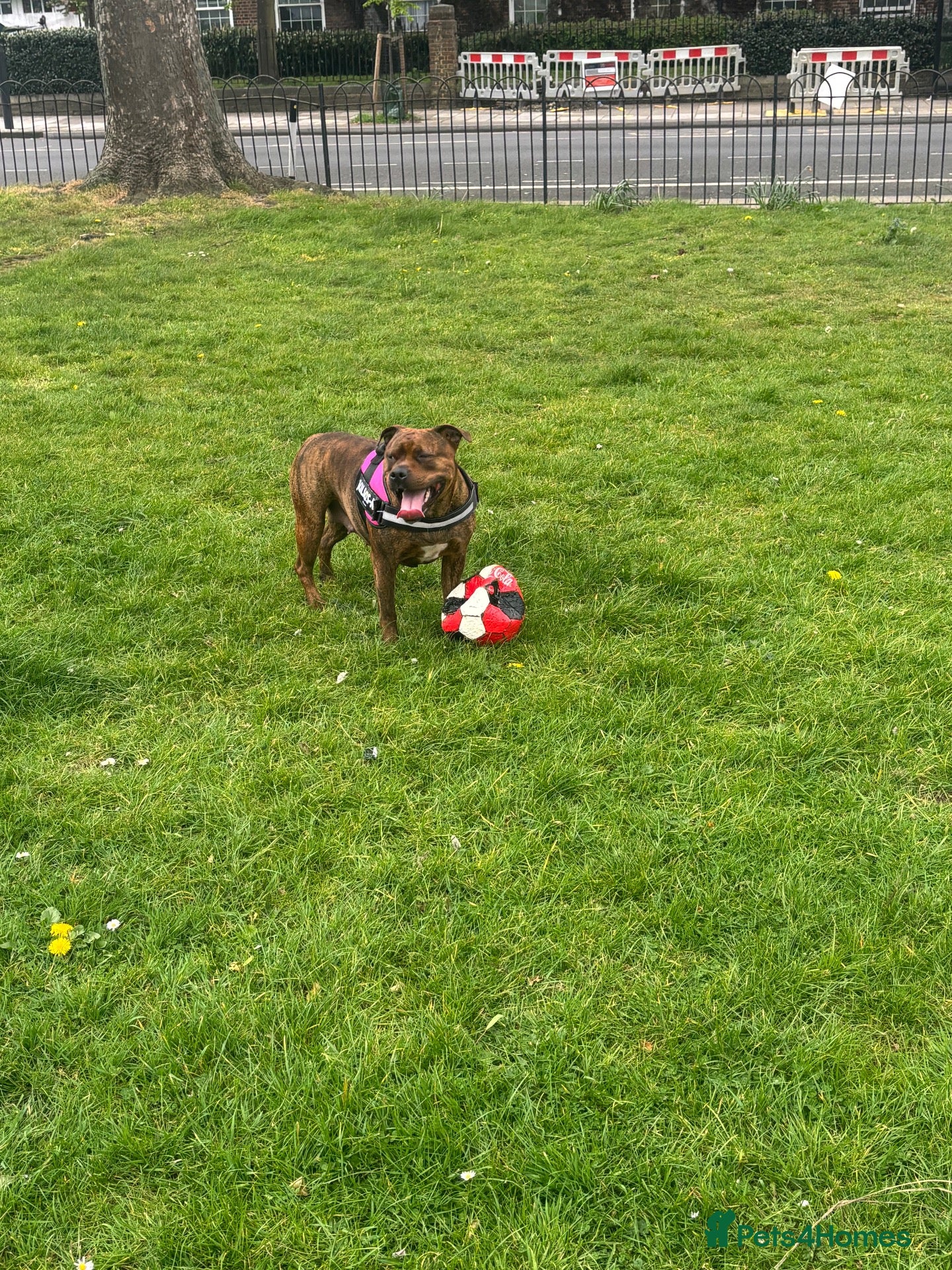Staffordshire Bull Terrier dogs Staff girl - Advert 14