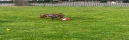 Staffordshire Bull Terrier dogs for sale: Staff girl in London - Advert 1