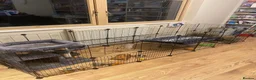 Netherland Dwarf rabbits for sale: Brother and Sister Dwarf Netherlands Rabitts - Advert 4