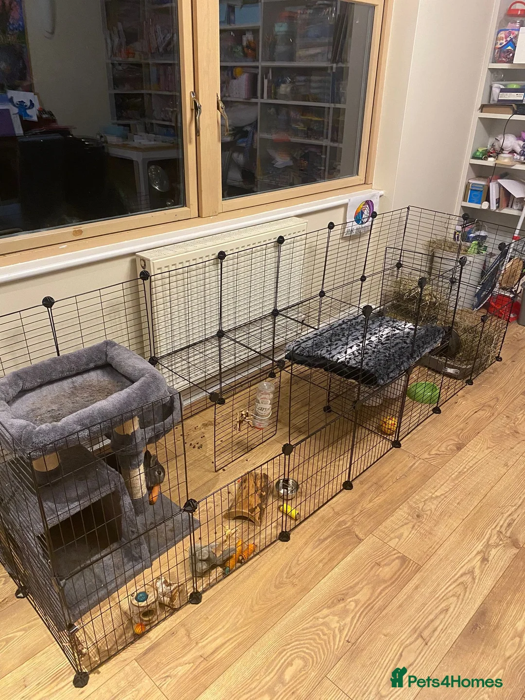 Netherland Dwarf rabbits for sale: Brother and Sister Dwarf Netherlands Rabitts - Advert 4