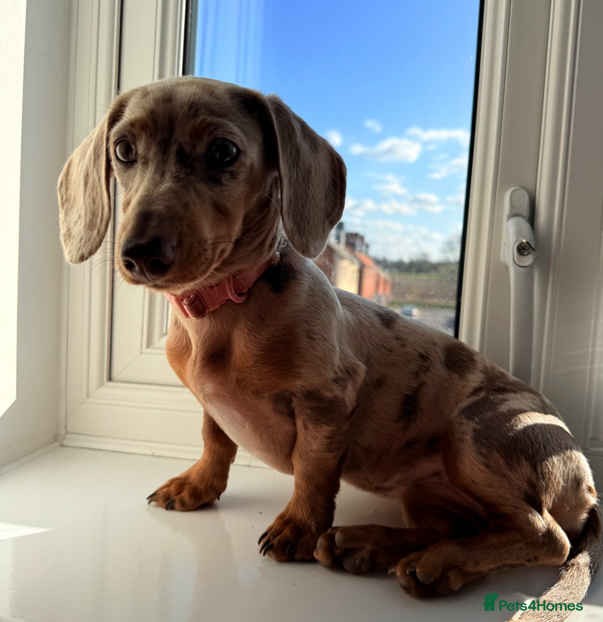 Miniature Dachshund dogs for sale: Miniature dachshund  in Hitchin - Advert 2