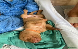 Hungarian Vizsla dogs for sale: 4 adorable Hungarian vizsla BOYS available - Image 16