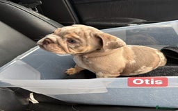 English Bulldog dogs for sale: English Bulldog Puppies - Image 4