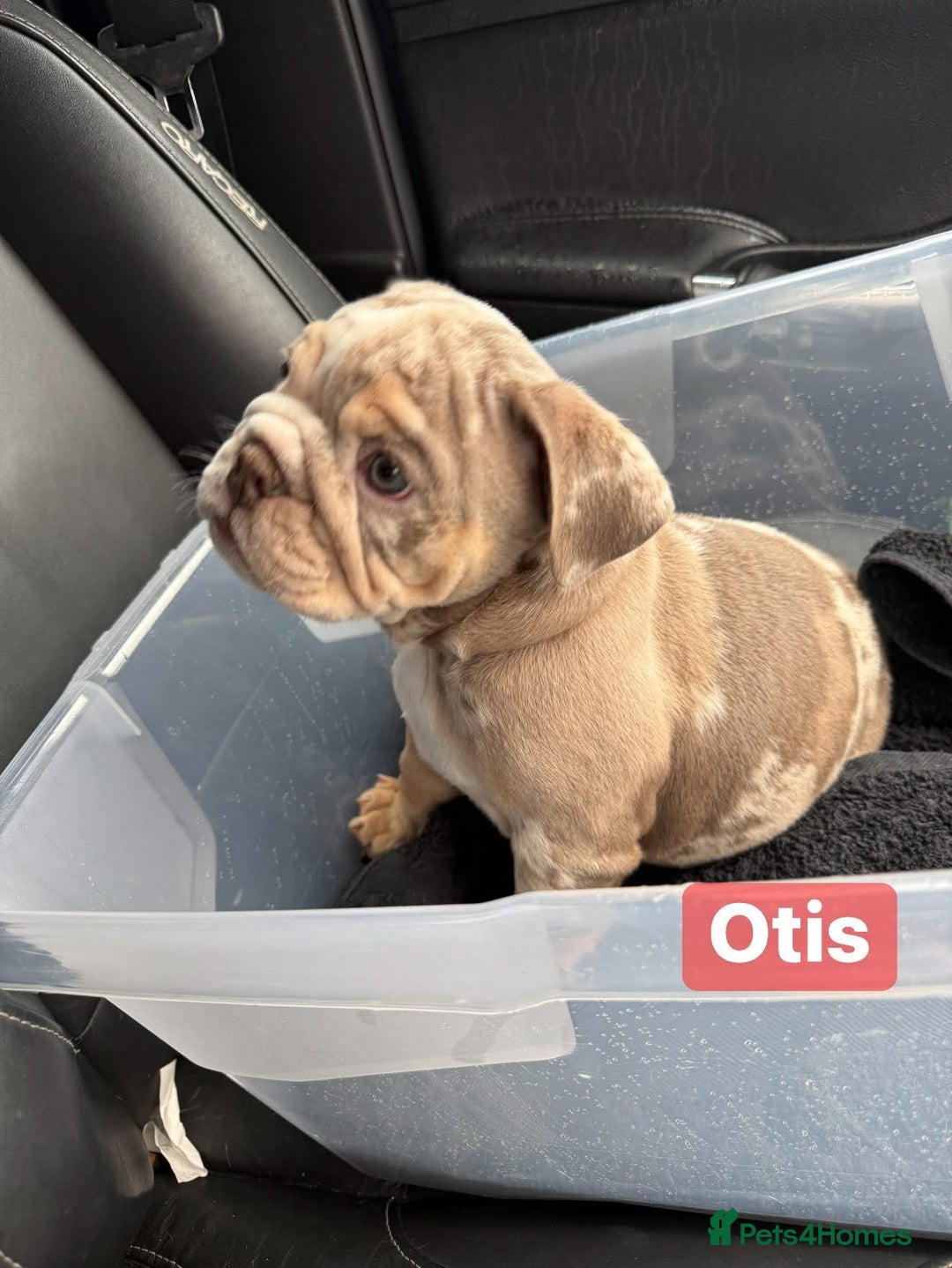 English Bulldog dogs for sale: English Bulldog Puppies - Image 4