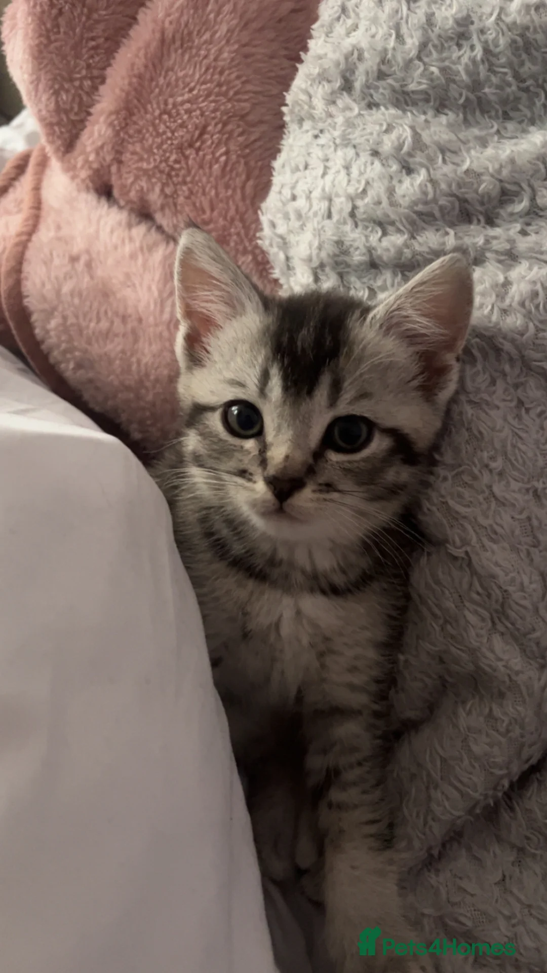 Mixed Breed cats for sale: Ragdoll X British Short Hair kittens for SALE in Coventry - Advert 11