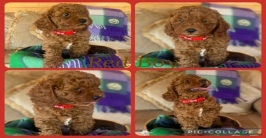 Cavapoo dogs - Advert 2