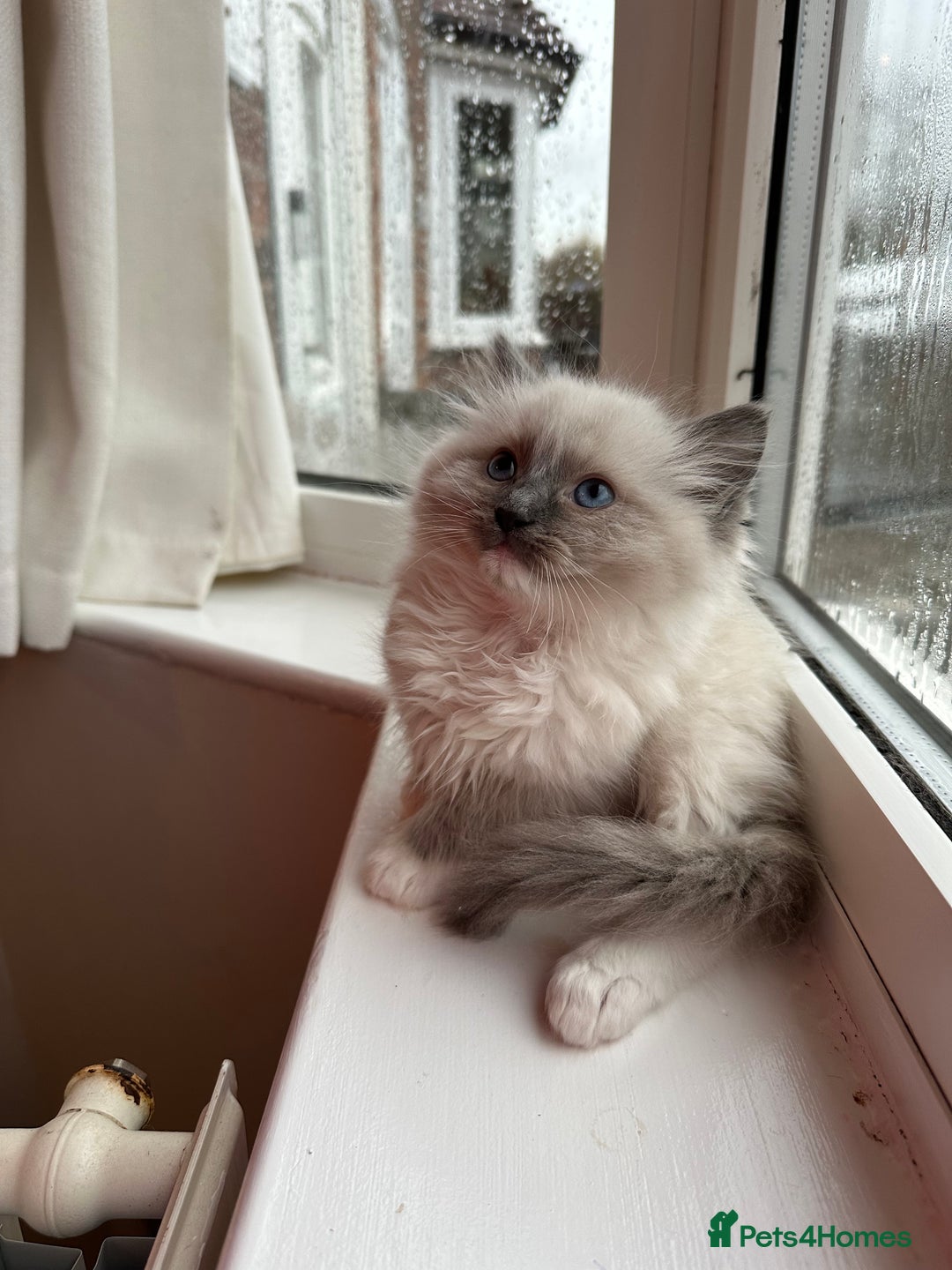 Ragdoll cats for sale: 2 PURE BRED CHAMPION LINE RAGDOLLS READY NOW - Advert 15