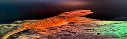 Bearded Dragon reptiles for sale: Orange bearded dragon in Peterborough - Advert 2