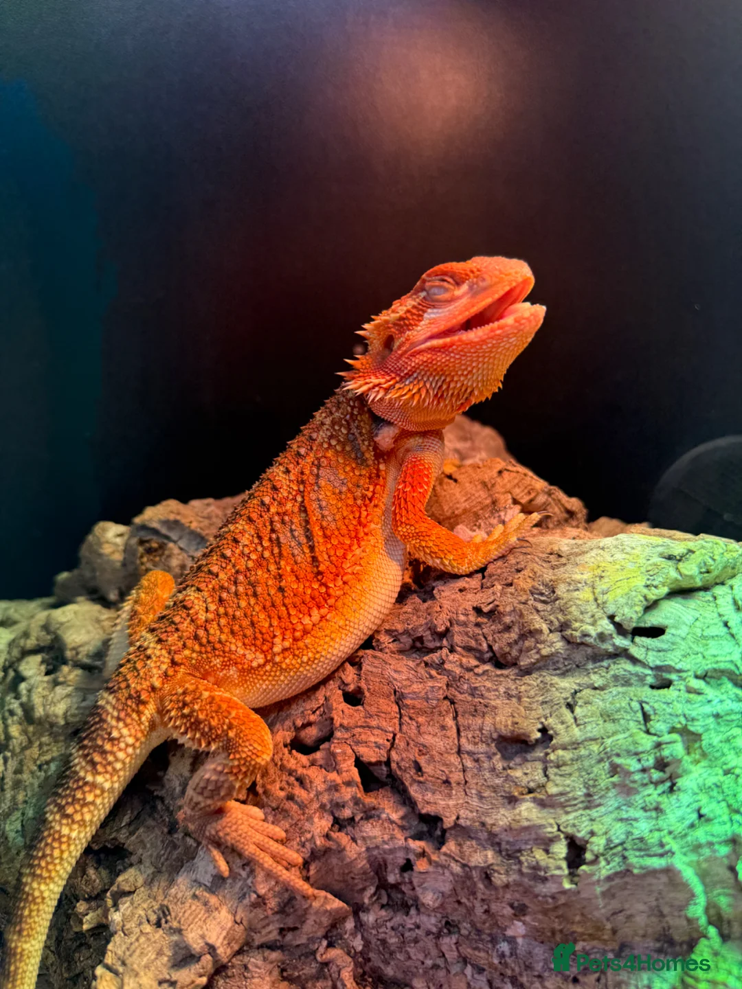 Bearded Dragon reptiles for sale: Orange bearded dragon in Peterborough - Advert 2