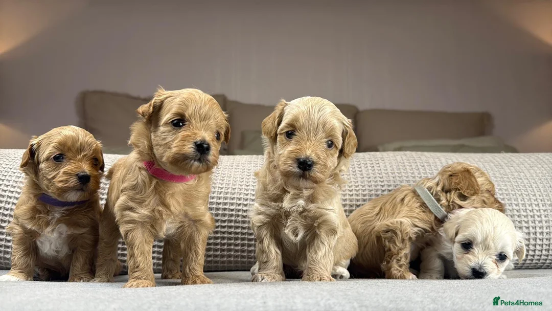 Maltipoo dogs for sale: SEE ALL OUR PUPPIES ON INSTA. OAKWELL RETRIEVERS  - Advert 33