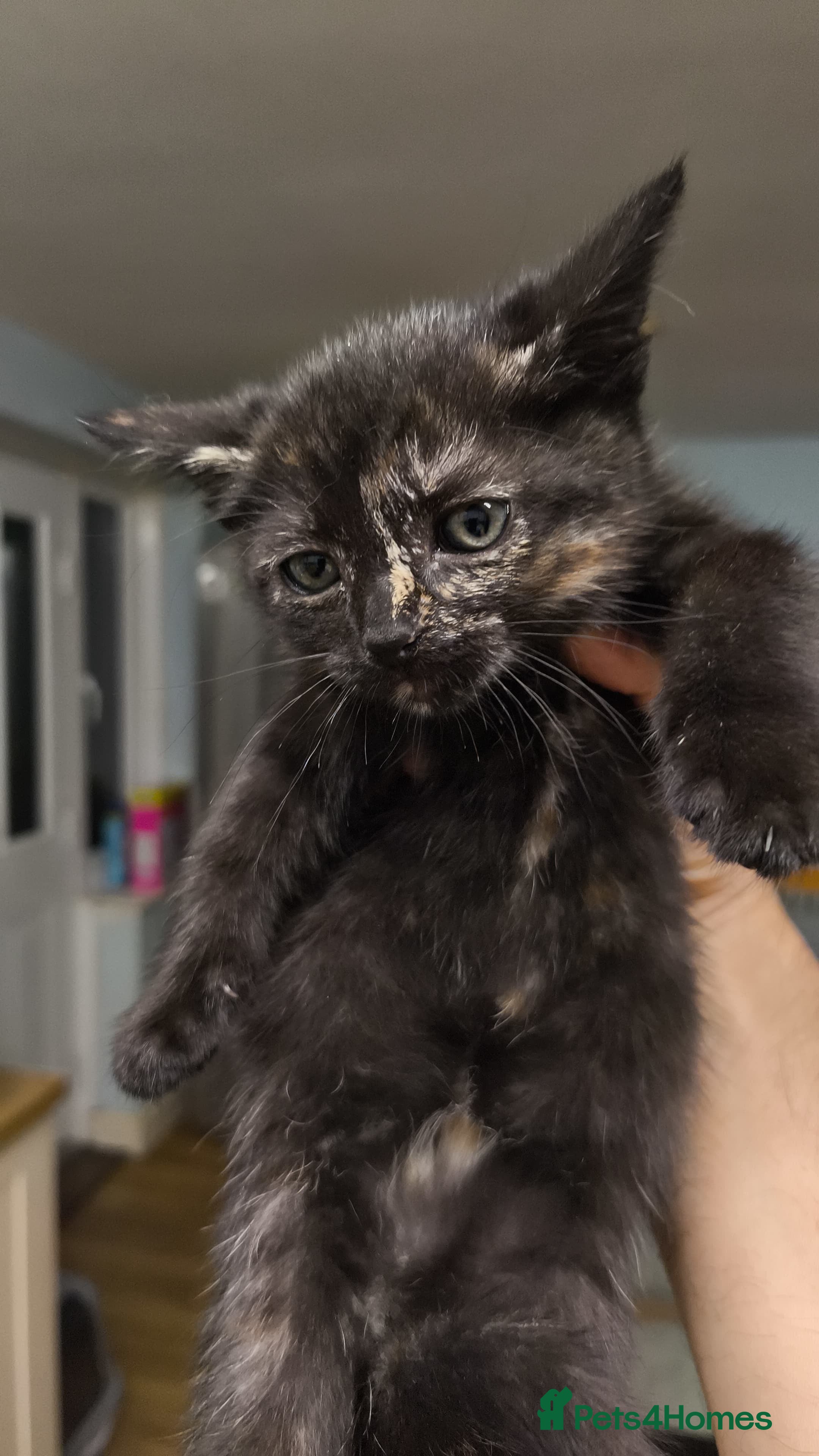 British Shorthair cats Mother and kitten for sale  - Advert 10