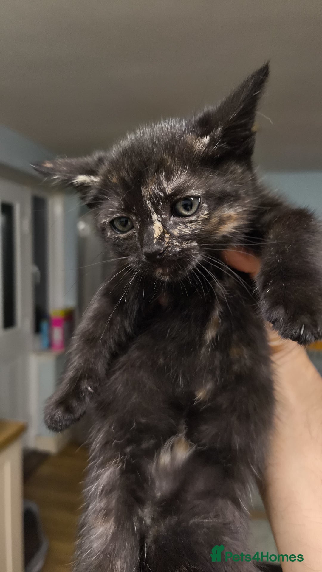 British Shorthair cats for sale: Mother and kitten for sale  - Image 1