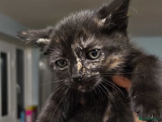 British Shorthair cats - Advert 3