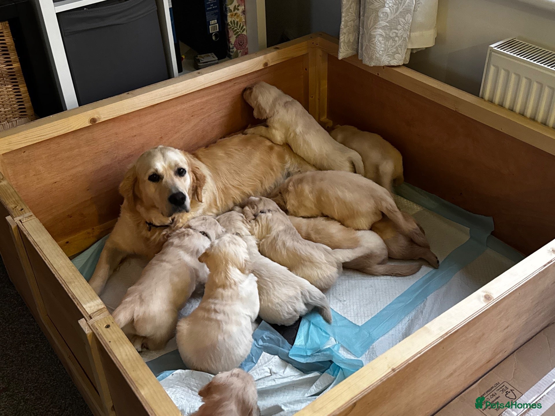 Golden Retriever dogs 🐾 Beautiful Pedigree Golden Retriever Puppies  - Advert 9