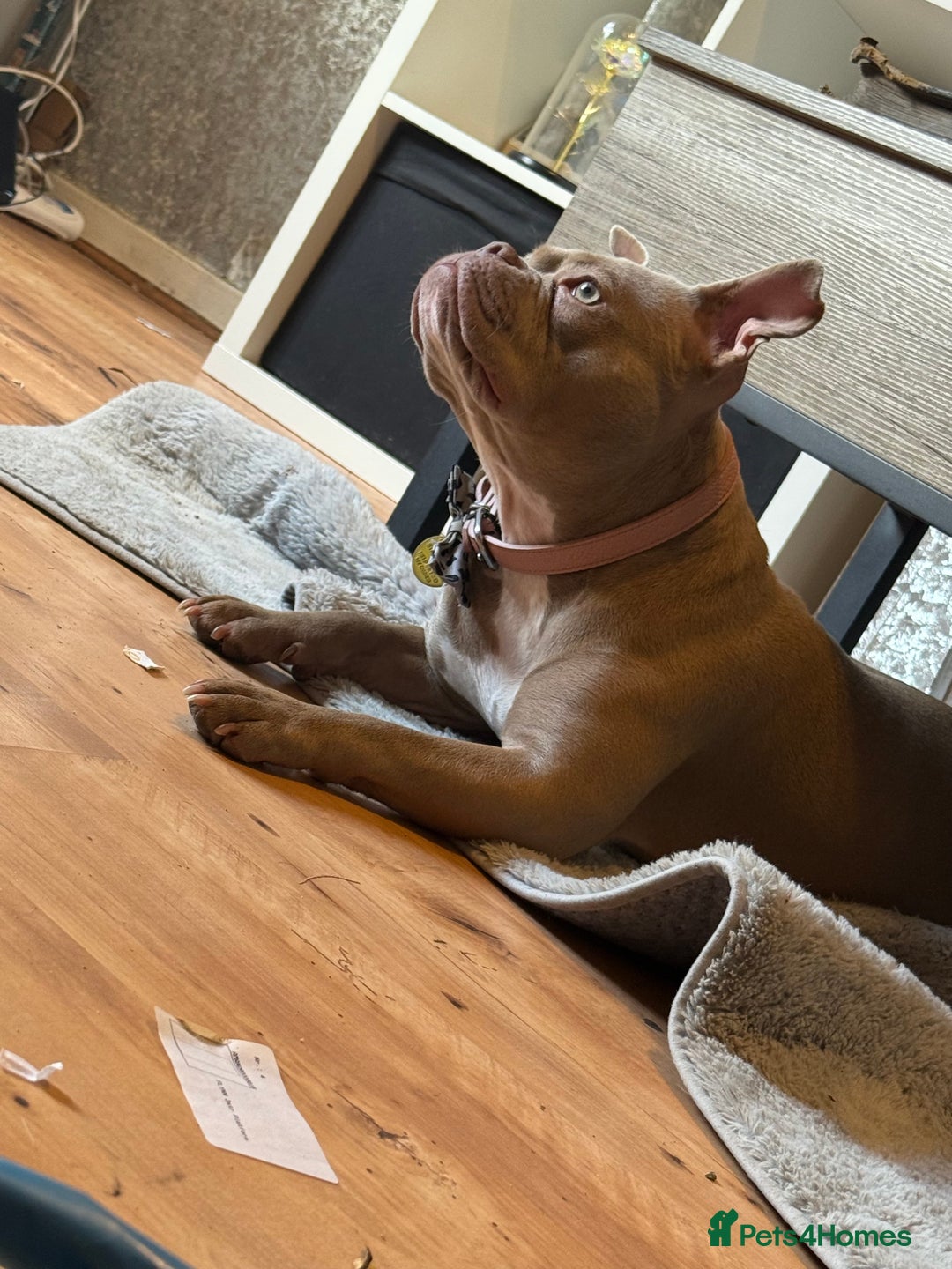 American Bully dogs for sale: Female pocket bully  - Image 2