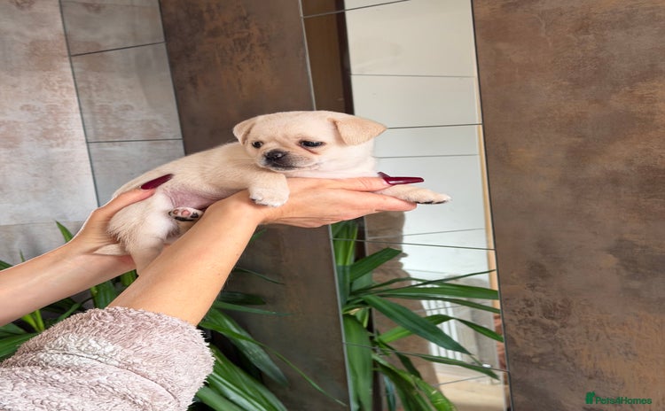 Pug dogs Pug x Pomeranian mixed breed Puppy 🐶 - Advert 2