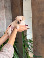 Pug dogs Last Fabulous Puppy available for Loving Home 🏡 - Advert 16