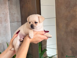 Pug dogs Pug x Pomeranian mixed breed Puppy 🐶 - Advert 1