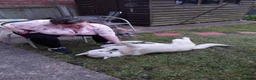 Mixed Breed dogs for adoption: FIVOS An older Gent loving life in Norwich - Advert 5