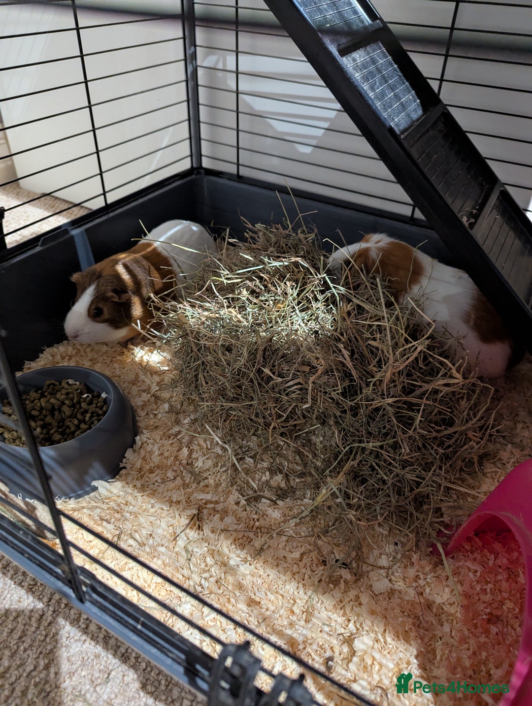 Guinea Pig rodents for sale: 2 female guinea pigs with cage and accessories - Advert 8