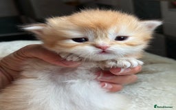 British Longhair cats for sale: GCCF reg BLH Black and Chocolate Golden kittens - Image 20