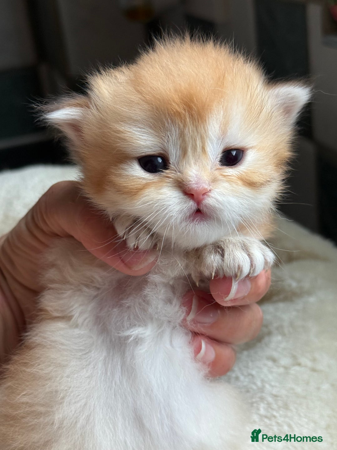 British Longhair cats for sale: GCCF reg BLH Black and Chocolate Golden kittens - Image 20