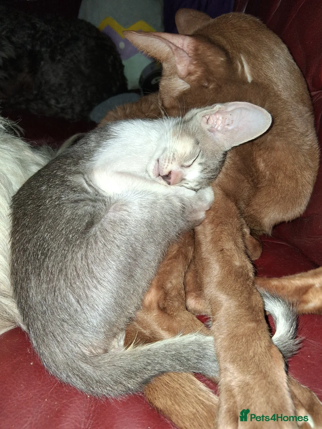 Oriental cats for sale: Stunning oriental girls ready 3.9.26 - Advert 12